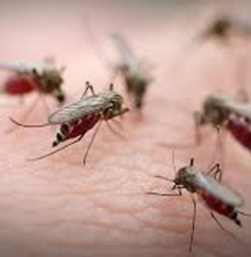 Bizerte : invasion estivale de la “weshwacha”, la colère des citoyens monte