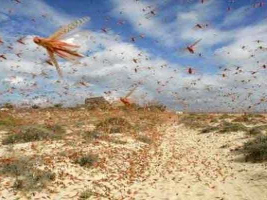 Tataouine : mobilisation des autorités face au risque d’invasion de criquets pèlerins