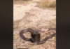 Apparition du cobra égyptien à Sidi Bouzid : un serpent dangereux capable de tuer en moins d’une heure