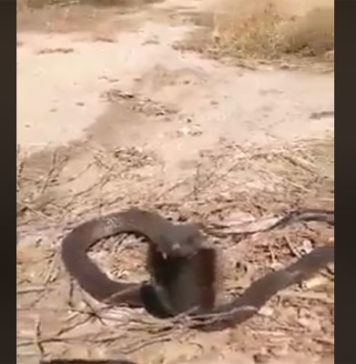 Apparition du cobra égyptien à Sidi Bouzid : un serpent dangereux capable de tuer en moins d’une heure