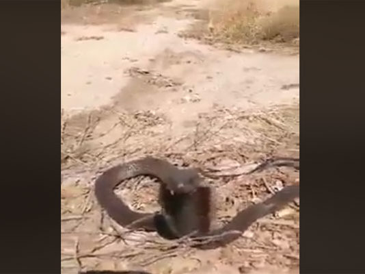 Apparition du cobra égyptien à Sidi Bouzid : un serpent dangereux capable de tuer en moins d’une heure