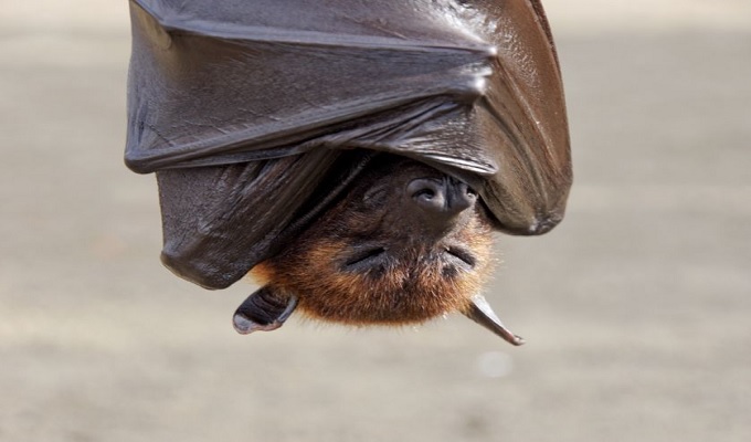 Reappearance of a deadly new virus transmitted by bats?