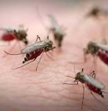 Jendouba : vaste campagne de lutte contre la prolifération des moustiques