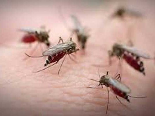 Pourquoi les moustiques piquent-ils certaines personnes plus que d’autres ?
