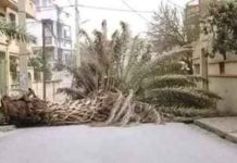 Gafsa : un commerçant poursuivi après avoir arraché un arbre sur la voie publique