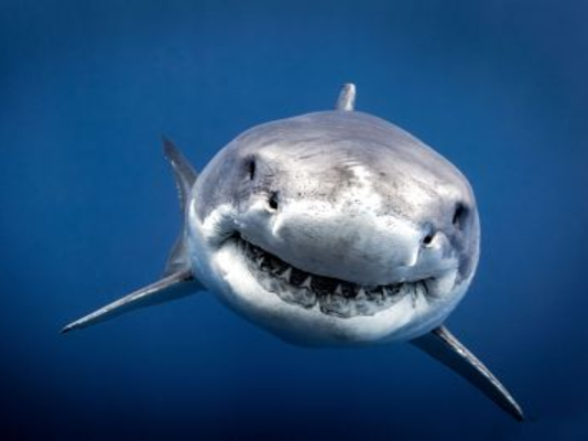 Retour du grand requin blanc en Méditerranée