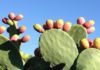 Tunisie : la production de figues de Barbarie chute de 60 % à cause de la cochenille