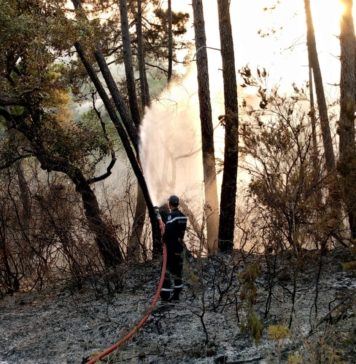 Siliana : un violent incendie ravage le mont Morgob, l’armée déploie deux avions en renfort