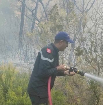 Bizerte : L’incendie de la forêt Remel maitrisé