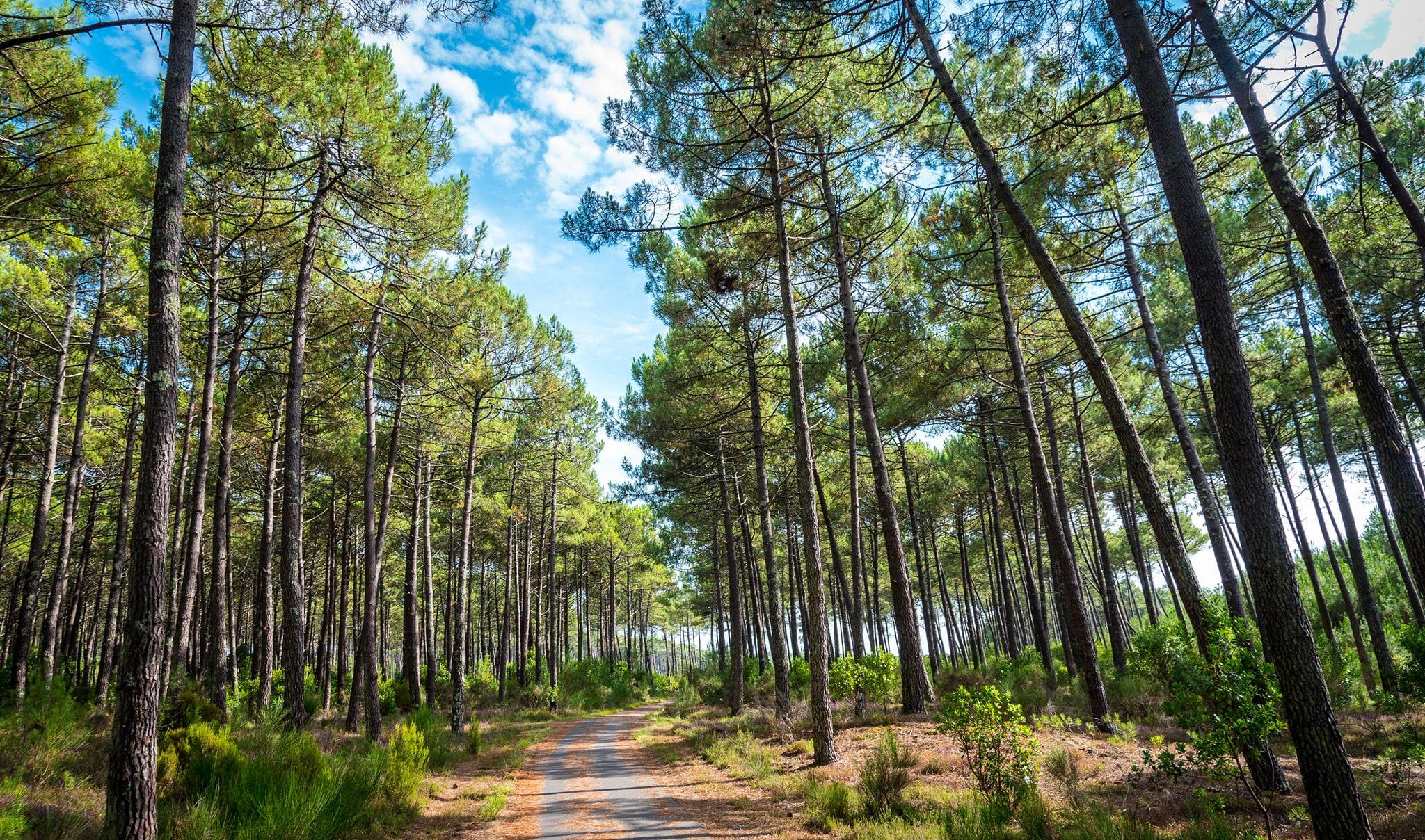 Incendie dévastateur à Tabarka 450 hectares de forêt de pins