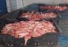 Sousse : saisie de plus d’une tonne de poissons stockés illégalement, deux suspects en garde à vue