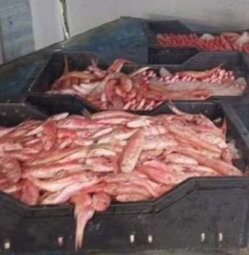 Sousse : saisie de plus d’une tonne de poissons stockés illégalement, deux suspects en garde à vue
