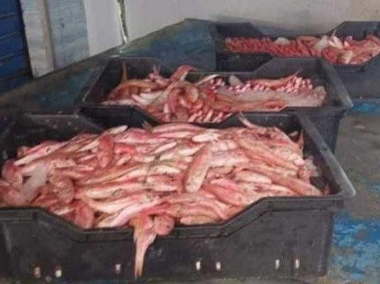 Sousse : saisie de plus d’une tonne de poissons stockés illégalement, deux suspects en garde à vue
