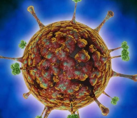 Tunisie: Aucun cas d’infection par le virus « Hanta » n’a été enregistré
