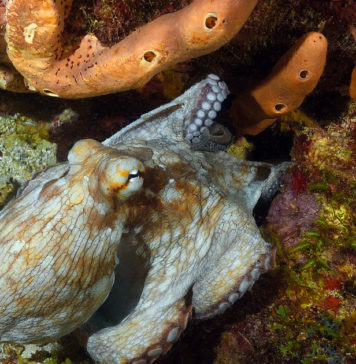 Tunisie : interdiction de la pêche au poulpe jusqu’au 15 octobre