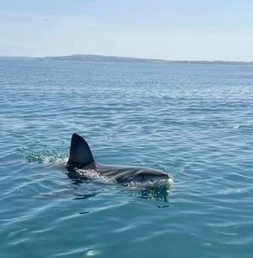 Tunisie : observation de requins au large des côtes, les experts rassurent