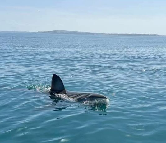 Requin bleu au large de Menzel Temime : Le WWF Afrique du Nord rassure