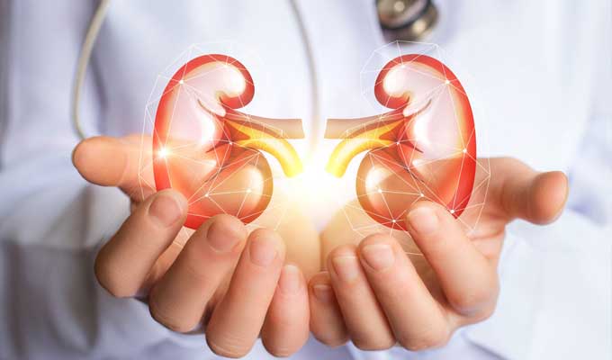 Tunisie : 9 % des citoyens souffrent de maladies rénales, alerte d’un spécialiste