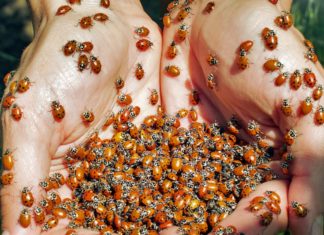 Kasserine : 1 200 coccinelles déployées pour lutter contre la cochenille du cactus