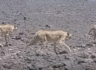 Le retour émouvant du guépard saharien dans le sud algérien