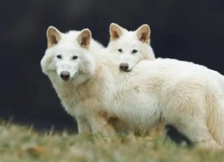 Une avancée historique : des scientifiques font renaître des loups géants disparus depuis 12 000 ans ! (vidéo)