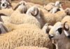 Aïd al-Adha 2026 en Tunisie : importation de 20 000 moutons pour stabiliser les prix