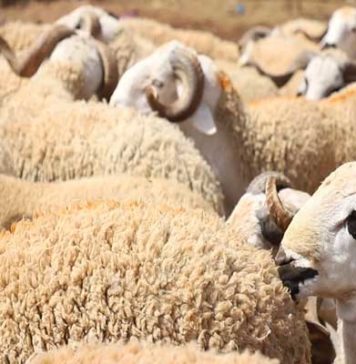 Aïd al-Adha 2026 : les prix des moutons explosent jusqu’à 2 500 dinars !