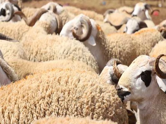 Aïd al-Adha 2026 en Tunisie : importation de 20 000 moutons pour stabiliser les prix