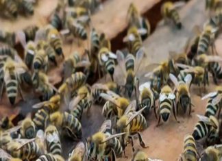 Acte de vengeance à Grombalia : rejeté par la mariée, il libère des abeilles lors de son mariage