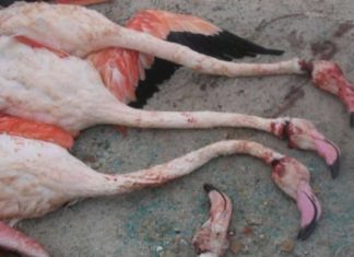 Braconnage, déforestation, abus : la biodiversité tunisienne en grave danger selon Tunisie Écologie