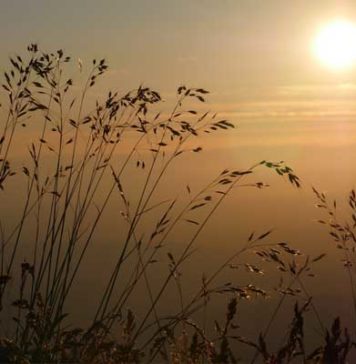 Tunisie : un début d’année 2026 marqué par des températures plus élevées et des précipitations inégales