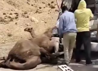 Drame à Kébili : sept dromadaires tués et plusieurs blessés dans un accident