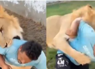 Libye : prison pour un homme ayant lâché son lion sur un ouvrier égyptien