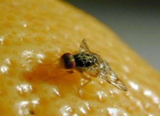 Tunisie : le ministère de l’Agriculture appelle à une lutte raisonnée contre la mouche méditerranéenne des fruits