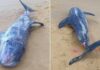 Béja : une baleine retrouvée morte sur la plage de Zouara à Nefza