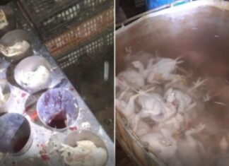 Korba : saisie de 3 tonnes de viande de volaille impropre et fermeture d’un abattoir clandestin