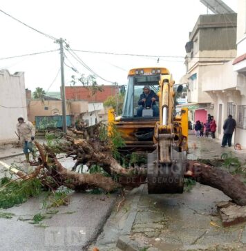Béja sous alerte météo : arbres et câbles électriques tombés, circulation interrompue