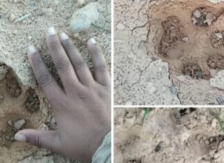 Animal mystérieux dans les forêts de Gabès : les résultats de la traque dévoilés