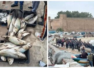 Tempête en Tunisie : daurade et bar à 10 dinars le kilo suite aux dégâts causés aux cages d’élevage
