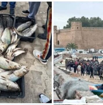 Tempête en Tunisie : daurade et bar à 10 dinars le kilo suite aux dégâts causés aux cages d’élevage