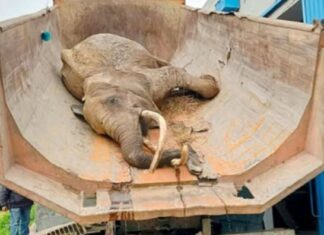 Décès de l’éléphante « Baby » au parc du Belvédère : une autopsie prévue