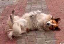 Tunisie : Lobna, la chienne héroïne qui a sauvé une femme d’un braquage