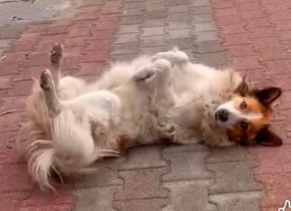 Tunisie : Lobna, la chienne héroïne qui a sauvé une femme d’un braquage