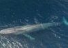 Baleine bleue observée au large des côtes tunisiennes : un événement rare en Méditerranée