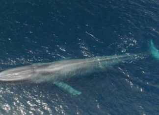 Baleine bleue observée au large des côtes tunisiennes : un événement rare en Méditerranée