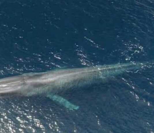 Baleine bleue observée au large des côtes tunisiennes : un événement rare en Méditerranée