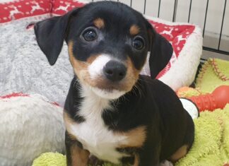 Chiot égorgé par des adolescents à Monastir : l’affaire relance le débat juridique en Tunisie