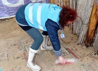 Bizerte : des mosaïques antiques découvertes sur le littoral après les récentes intempéries