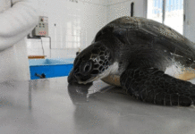 Monastir : Une tortue verte secourue en mer