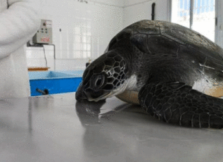 Monastir : Une tortue verte secourue en mer